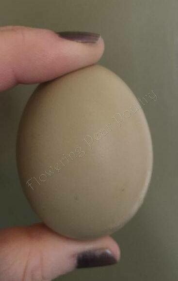 Olive Egger. FEMALE Chicks. 4/29/26 Olive Egger. FEMALE Chicks. 4/29/26