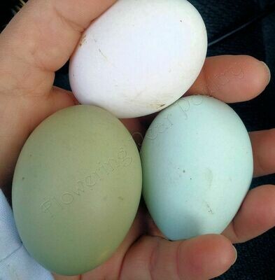 Olive Egger. FEMALE Chicks. 4/29/26