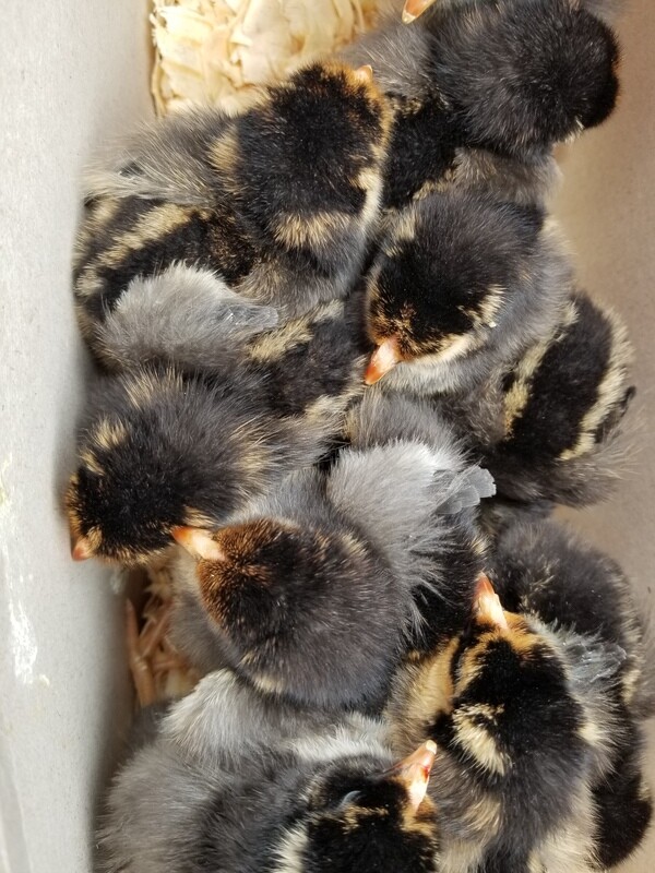 Gold Laced Wyandotte. FEMALE CHICKS. 4/15/26