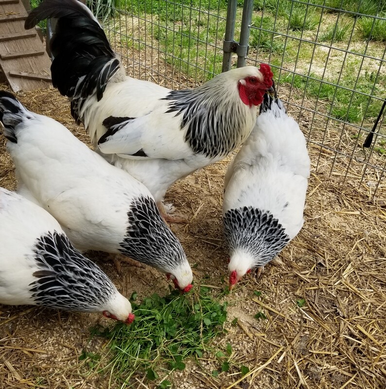 Light Brahma. ROOSTER