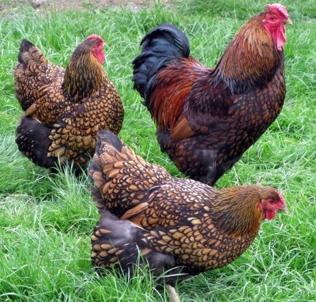 Gold Laced Wyandotte. FEMALE CHICKS. 4/25/25