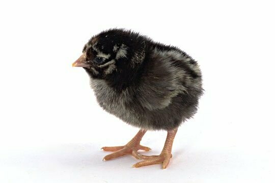 Silver Laced Wyandotte. FEMALE CHICKS. 4/15/26