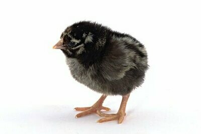 Silver Laced Wyandotte. FEMALE CHICKS. 4/15/26