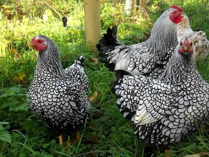 Silver Laced Wyandotte. FEMALE CHICKS. 4/25/25