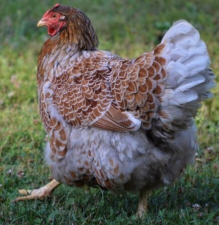 Blue Laced Red Wyandotte. FEMALE CHICKS  5/4/25