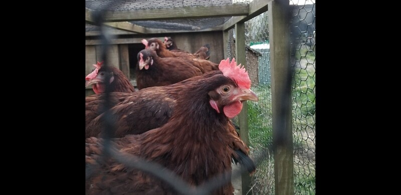 Rhode Island Red FEMALE CHICKS Hatch 3/11/26