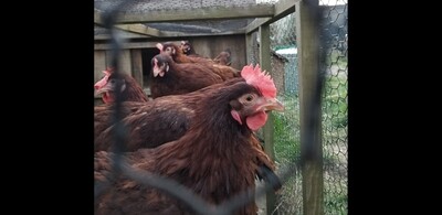 Rhode Island Red FEMALE CHICKS Hatch 3/11/26