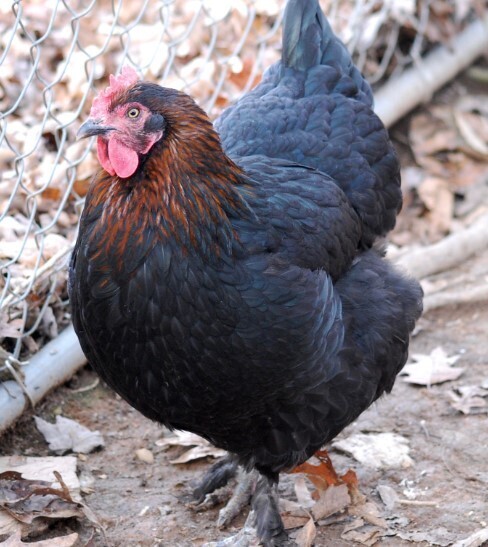 Black Copper Marans. FEMALE CHICKS. 5/24/23