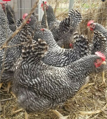 Barred Plymouth Rock