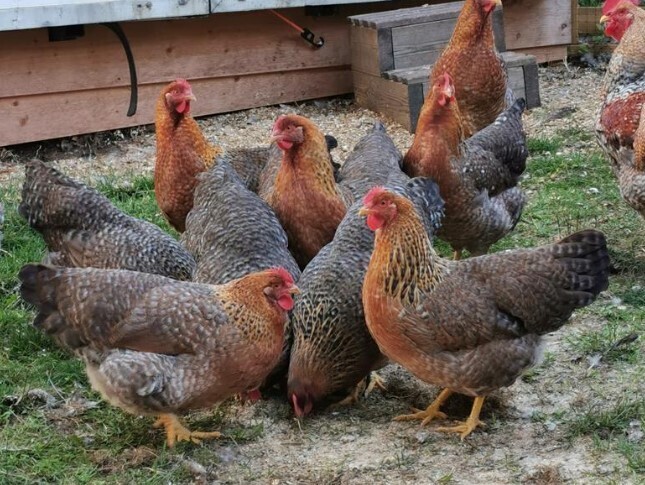 Bielefelder. FEMALE CHICKS. 4/18/25