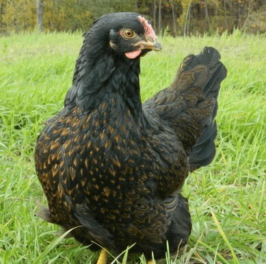 Barnevelder. FEMALE CHICKS. 4/4/25