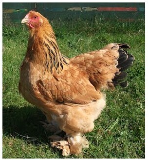 Buff Brahma. FEMALE CHICKS.  Hatch 3/7/25