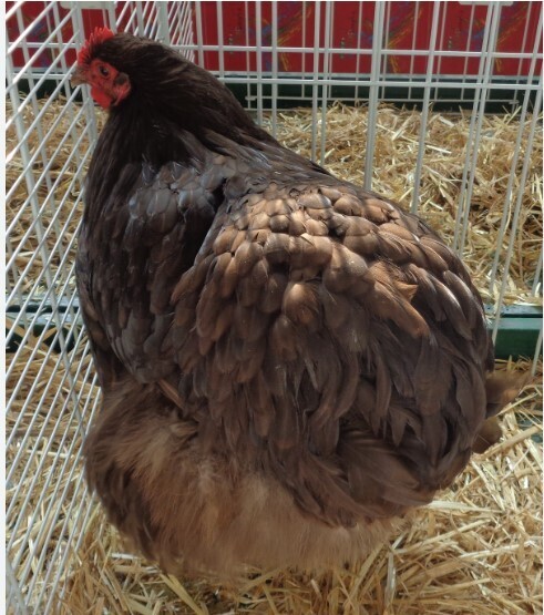 Chocolate Orpingtons. FEMALE CHICKS Hatch 3/7/25