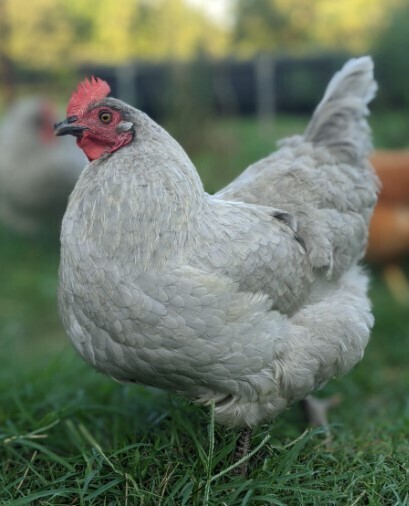 Lavender Orpingtons. FEMALE CHICKS Hatch 3/7/25