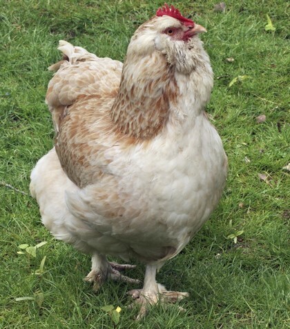 Salmon Faverolles. FEMALE CHICKS.  3/11/26