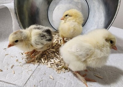 Light Brahma. ROOSTER
