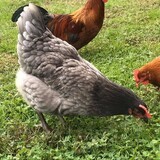 Blue Plymouth Rock. FEMALE CHICKS. 2/17/23