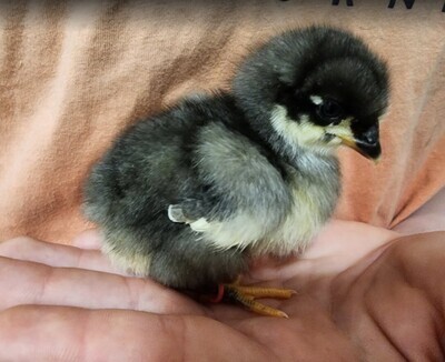 Black Australorp. FEMALE CHICKS. 4/22/26