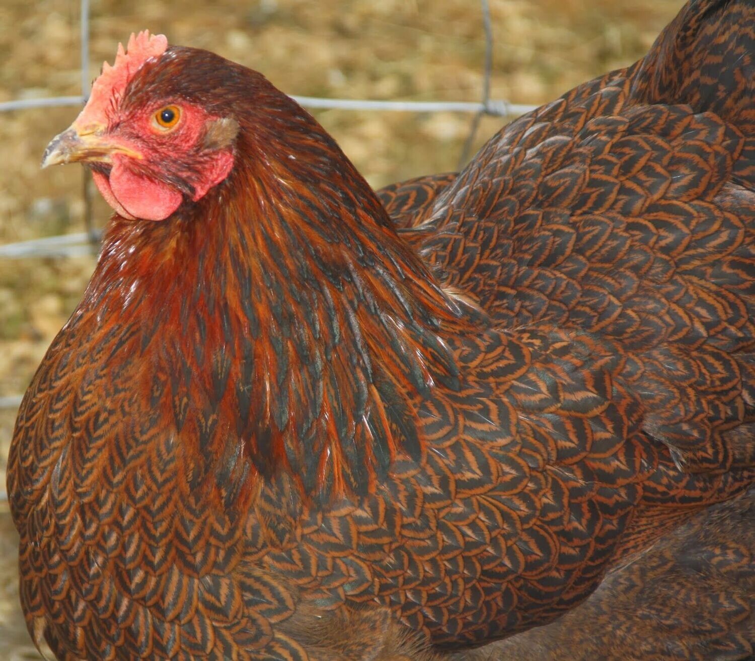 Partridge Plymouth Rock. FEMALE CHICKS. Hatch 3/23/23