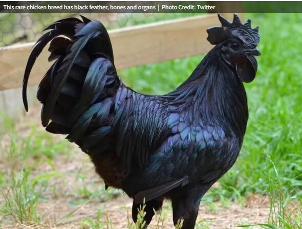 Ayam Cemani Pick up approx 4/5 *MUST PREPAY* date change from 3/29