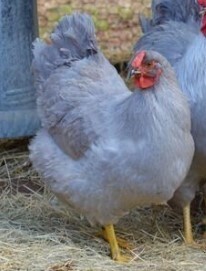 Lavender Wyandotte. FEMALE CHICKS. hatch 4/26/23