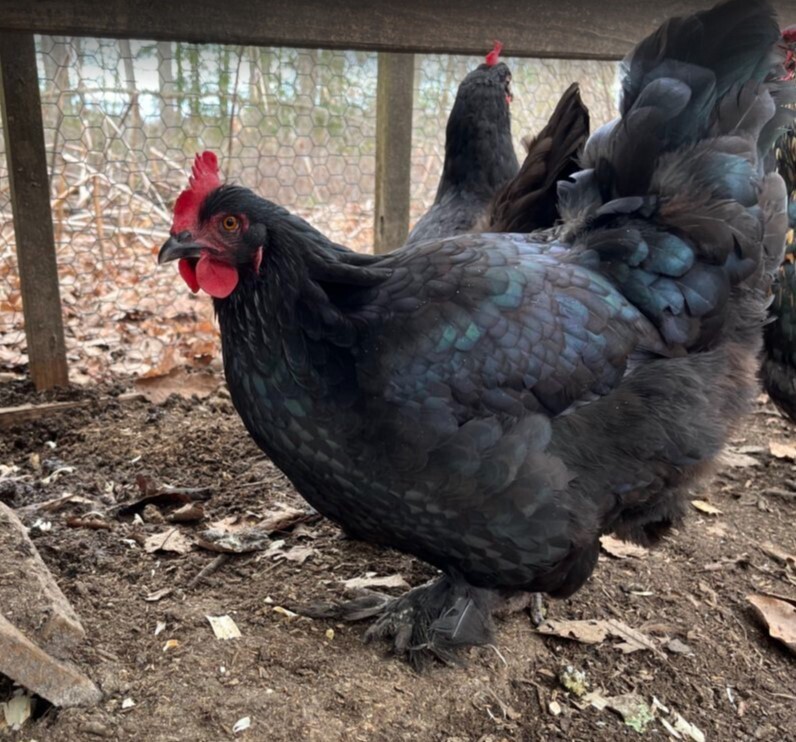 Mystic Maran FEMALE CHICKS hatch 6/9/23