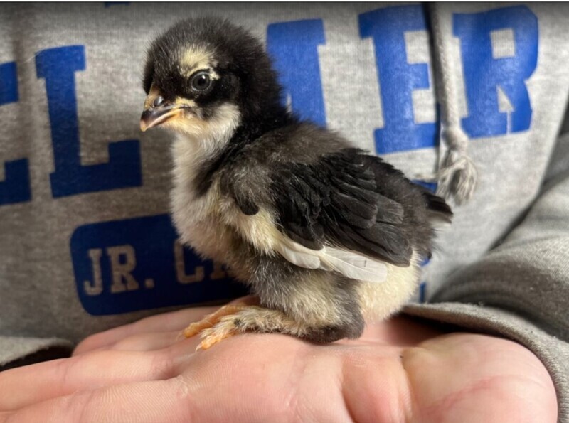 Black Copper Marans. FEMALE CHICKS. 4/15/26
