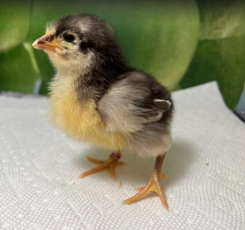 Chocolate Orpingtons. FEMALE CHICKS Hatch 3/11/26