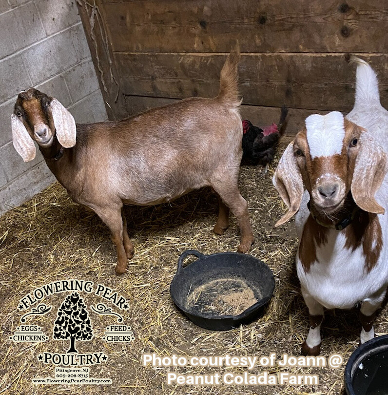 Goat performance 16% protein Textured feed