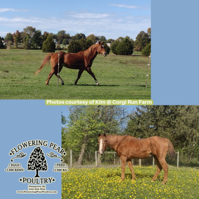 Horse Feed Non Gmo by Yoder Brothers