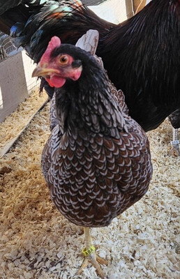 Blue Laced Barnevelder. FEMALE CHICKS. Available NOW