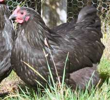 Black Orpington