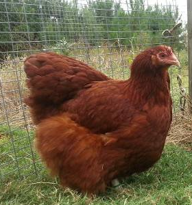 Red Orpingtons. FEMALE CHICKS. 3/7/25