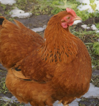 New Hampshire Red FEMALE CHICKS Hatch 5/4/25