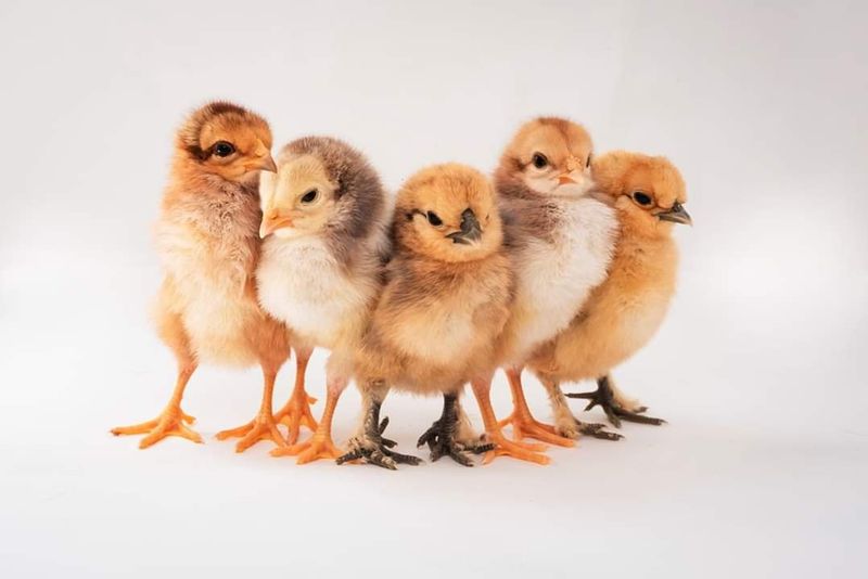Excellent Egg Layers basket of 5 FEMALE CHICKS 4/4/25