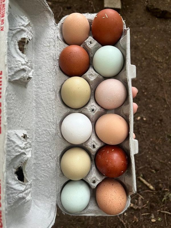 Pretty Egg Basket 2025 Chick Season Kick-Off SPECIAL 5 FEMALE CHICK ASSORTMENT 3/6/25