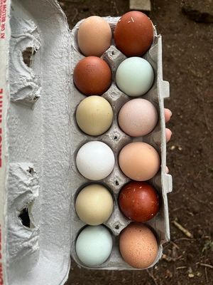 Pretty Egg Basket 2025 Chick Season Kick-Off SPECIAL 5 FEMALE CHICK ASSORTMENT 3/6/25