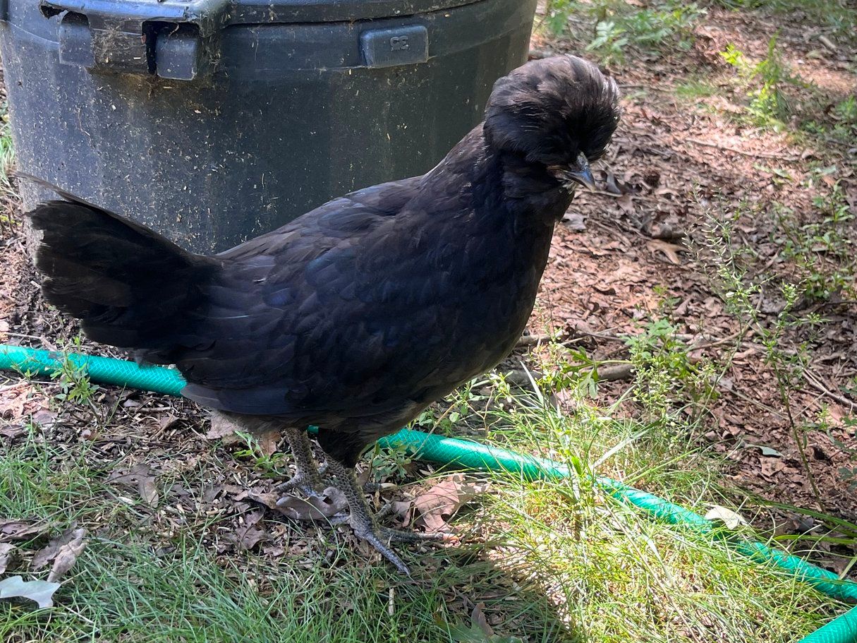 Crevecoeurs. FEMALE CHICKS. Hatch 3/21/25