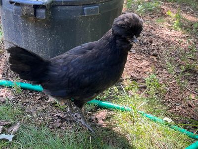 Crevecoeurs. FEMALE CHICKS. Hatch 3/21/25