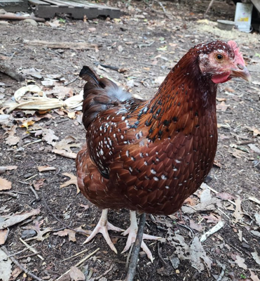 Speckled Sussex. FEMALE CHICKS. 3/11/26