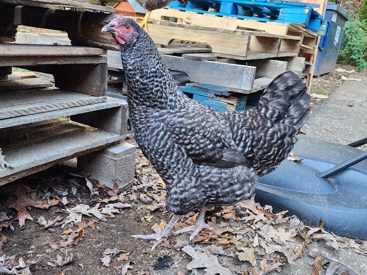 Cuckoo Marans. FEMALE CHICKS. 4/18/25