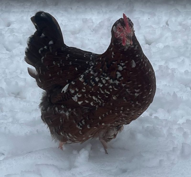 Speckled Sussex.  FEMALE CHICKS.  3/21/25