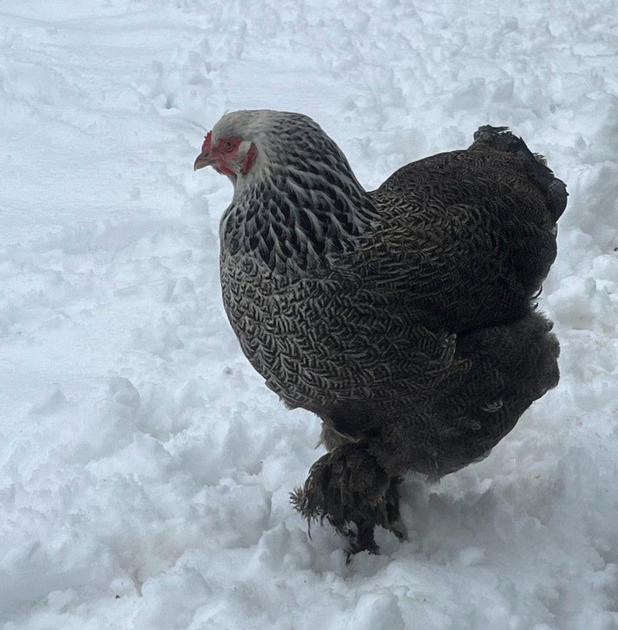 Dark Brahma. FEMALE CHICKS.  Hatch 3/7/25
