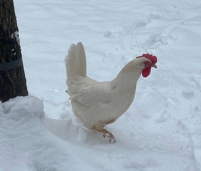 White leghorns. FEMALE CHICKS. Hatch 3/7/25