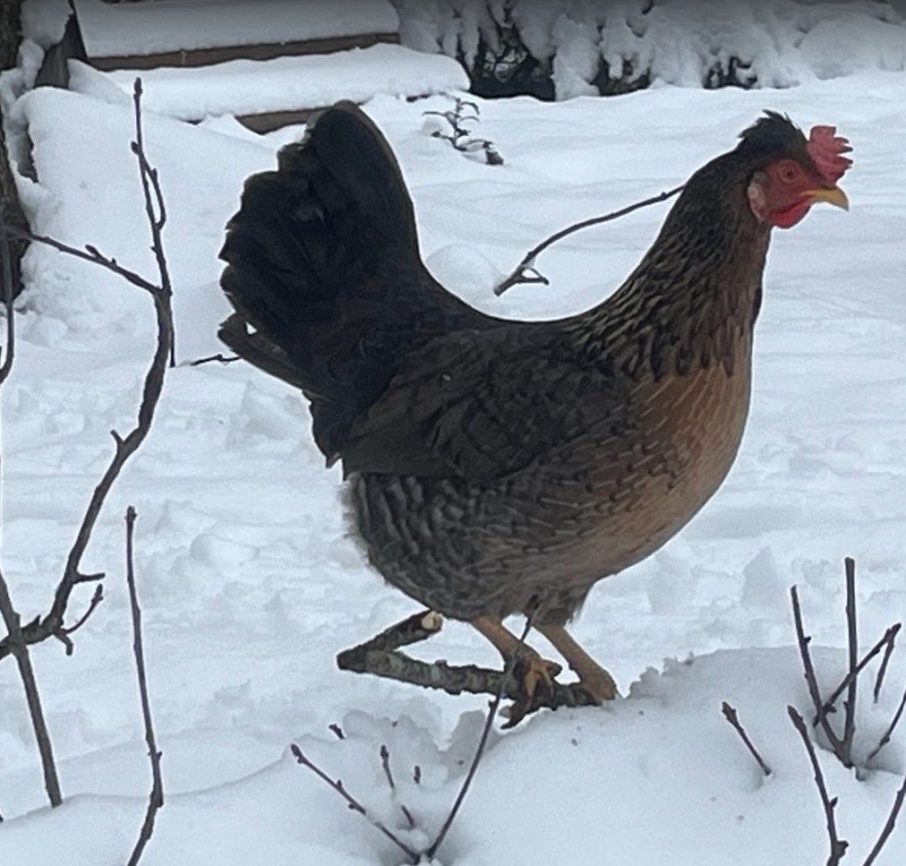 Cream Legbar.  Female Chicks.  Hatch 3/14/25