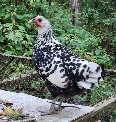 Silver Spangled Hamburg