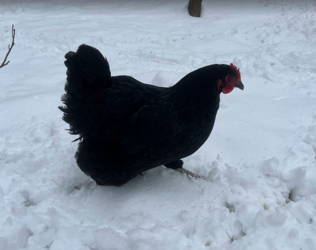 Jersey Black Giant. FEMALE CHICKS. 3/14/25