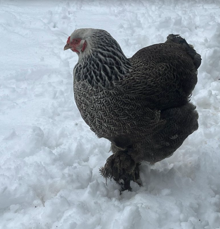 Dark Brahma. FEMALE CHICKS.  Hatch 4/18/25