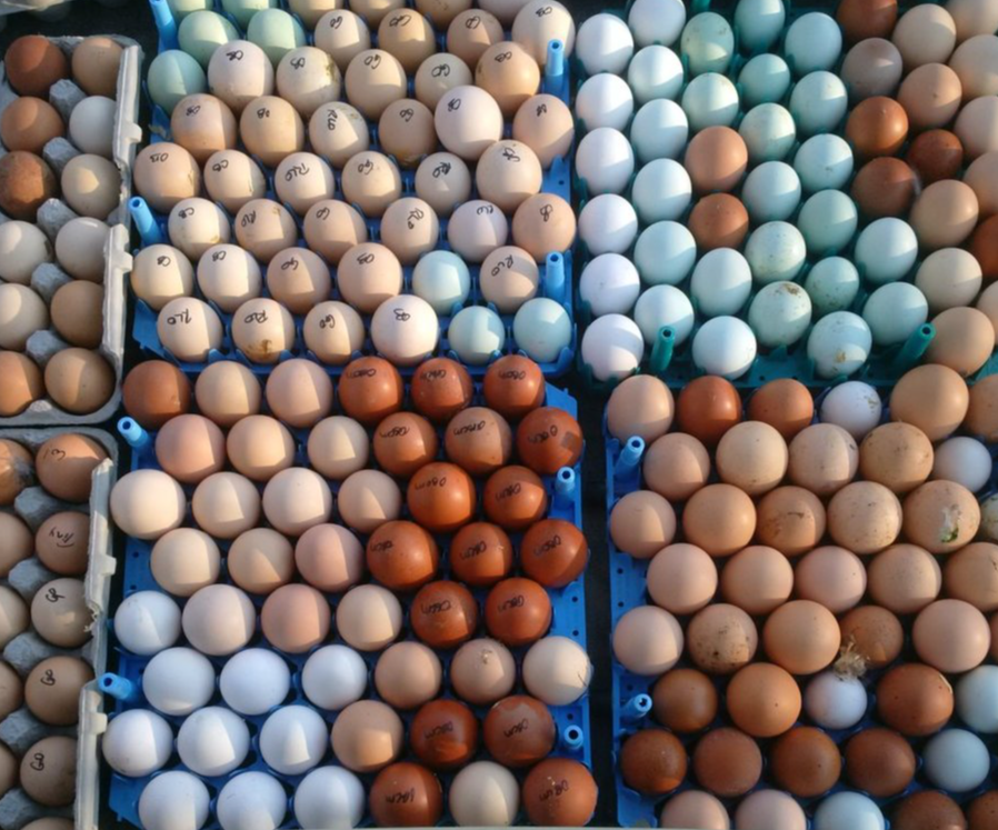 Excellent Egg Layers basket of 4 FEMALE CHICKS 4/22/26