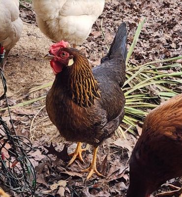 Brown Leghorn